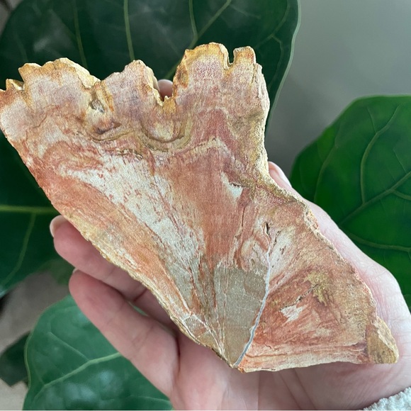 Four piece Crystal collection. Selenite, petrified wood, Amazon, Jasper, - Picture 3 of 7